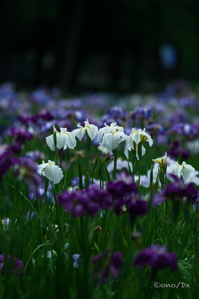 花菖蒲