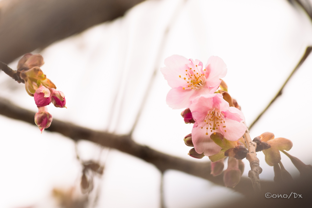 寒緋桜