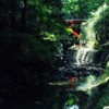 万緑叢中紅一点