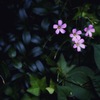 名前の知らないお花