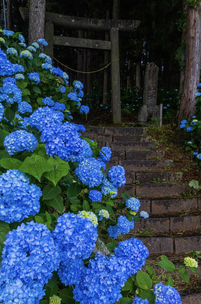 雫石の紫陽花