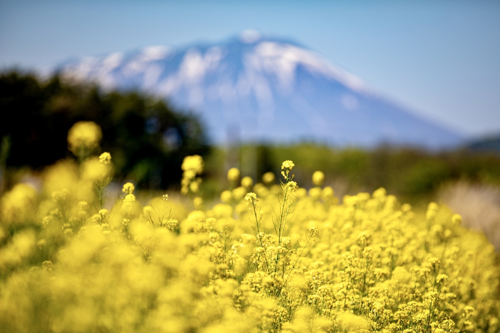 菜の花