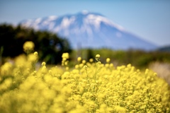 菜の花