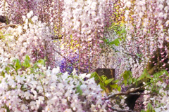 藤の花の見る夢