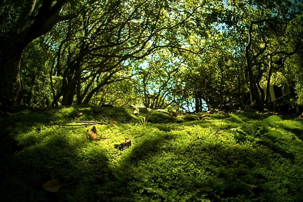 苔のある風景