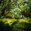 苔のある風景