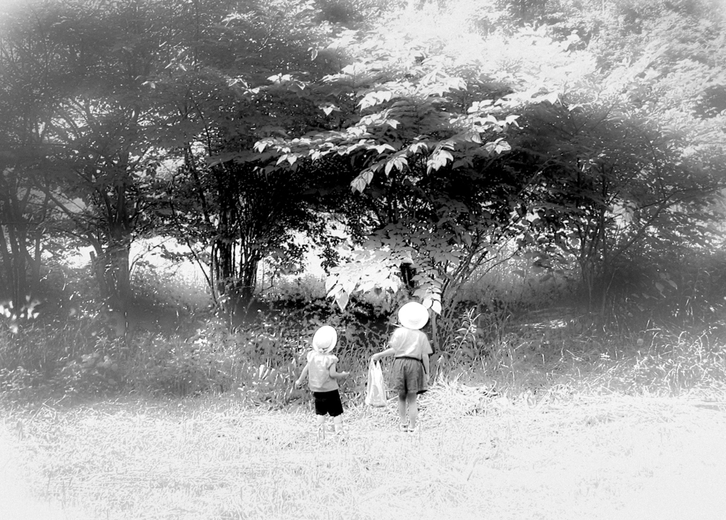 不思議の森の夏