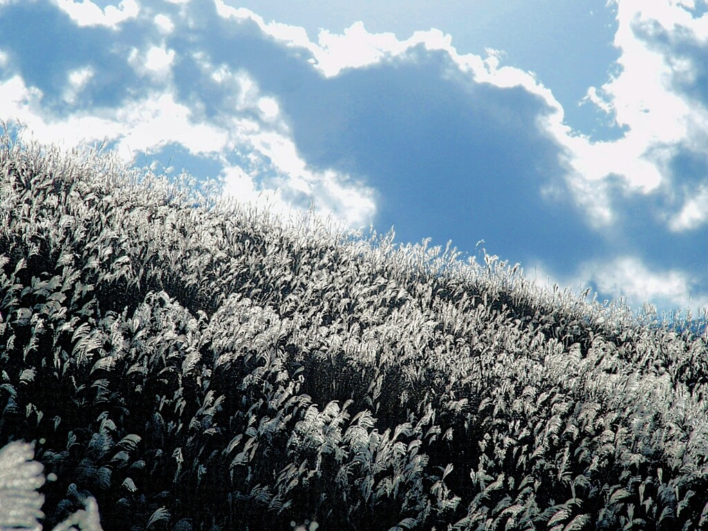 広角モード　仙石原高原