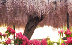 藤の花の見る夢