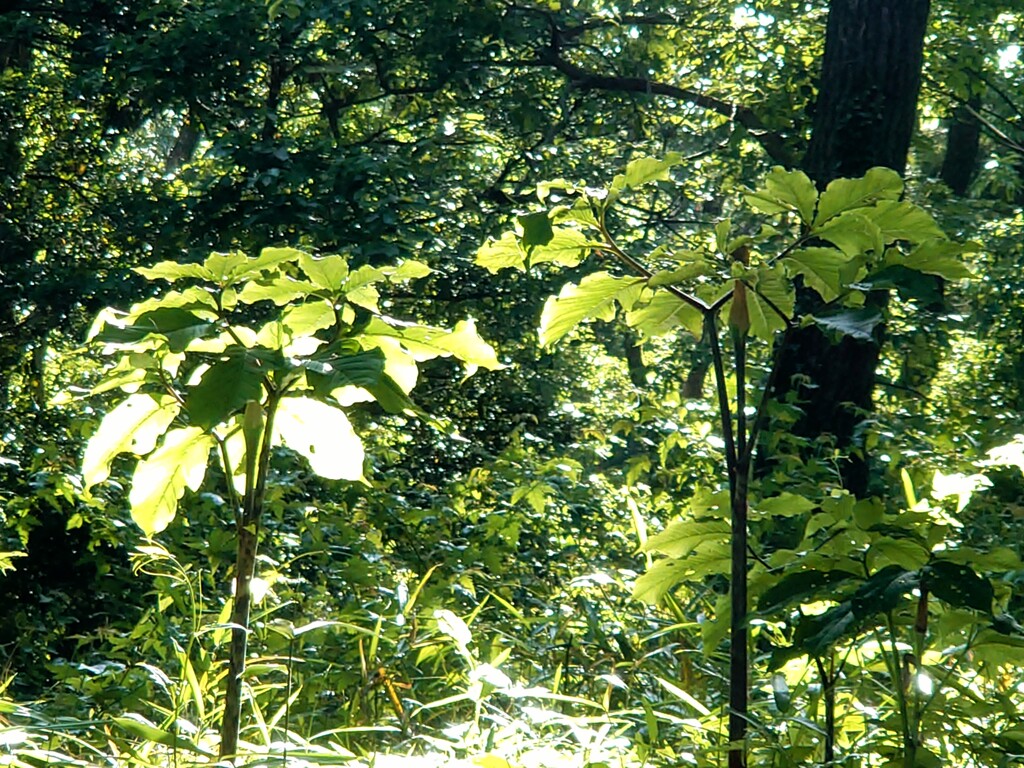 植物の見る夢