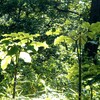 植物の見る夢