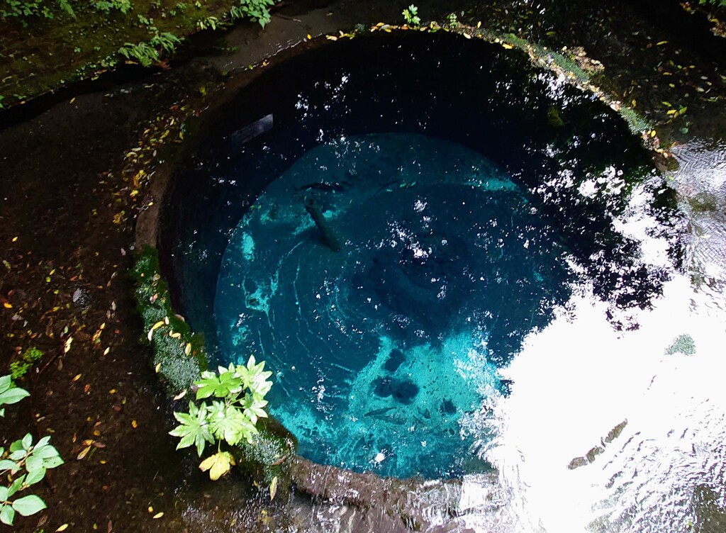 富士湧水