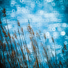 SP 500mm TAMRON