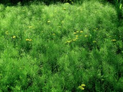植物モード