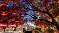 大山阿夫利神社の紅葉