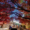 大山阿夫利神社の紅葉