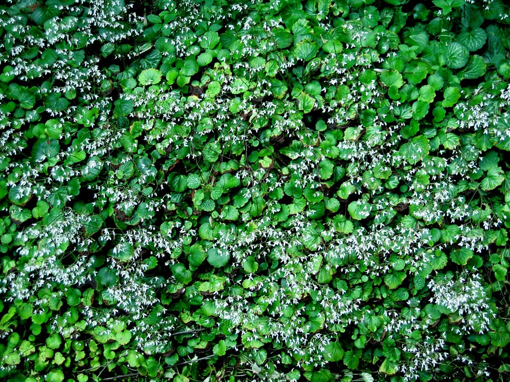 植物モード