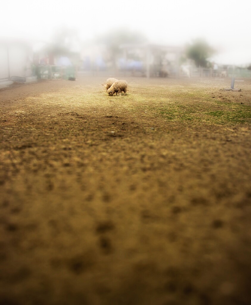 羊のいる光景