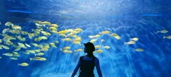 魚たちと