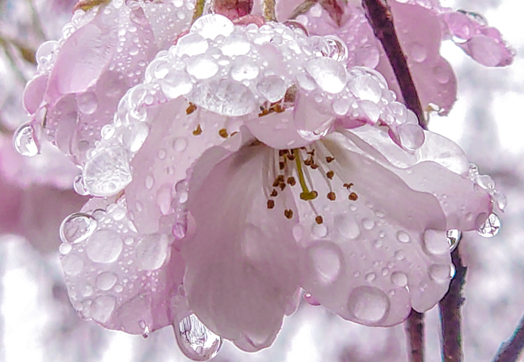 花の見る夢