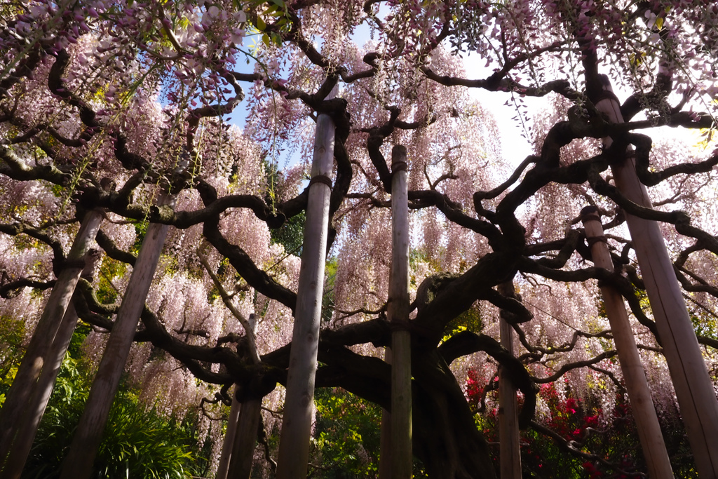 藤の花の見る夢