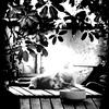 猫の見る夢