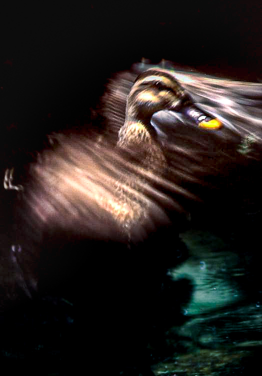 SP 500mm TAMRON
