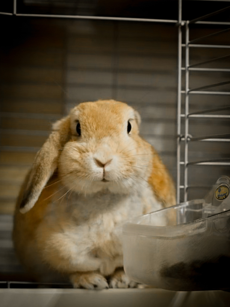 ウサギの気配