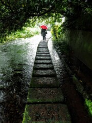 雨に紅