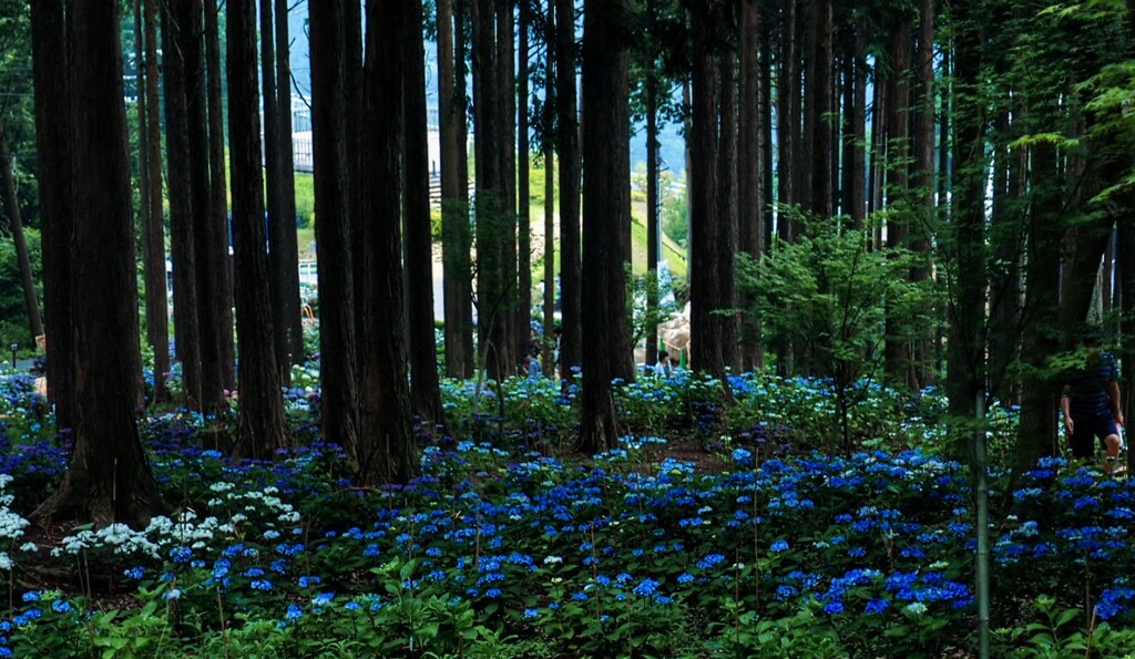 森の青