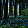 森の青