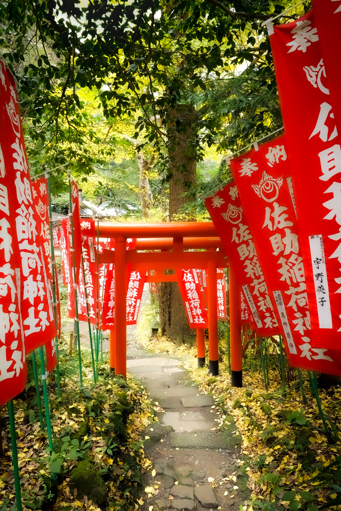 参道の光