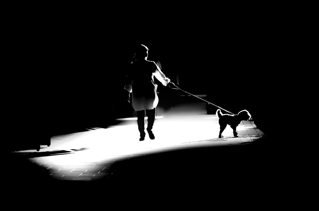 犬の散歩道