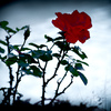 赤の薔薇