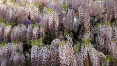 藤の花の見る夢