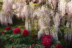 藤の花の見る夢