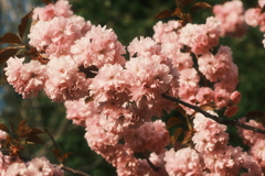 R5.05.11_夕方散歩⑨