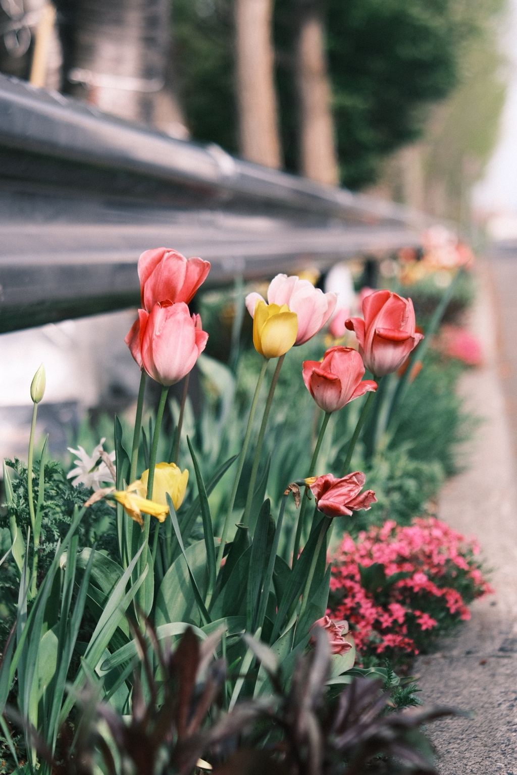 R5.05.07_近場散歩⑲