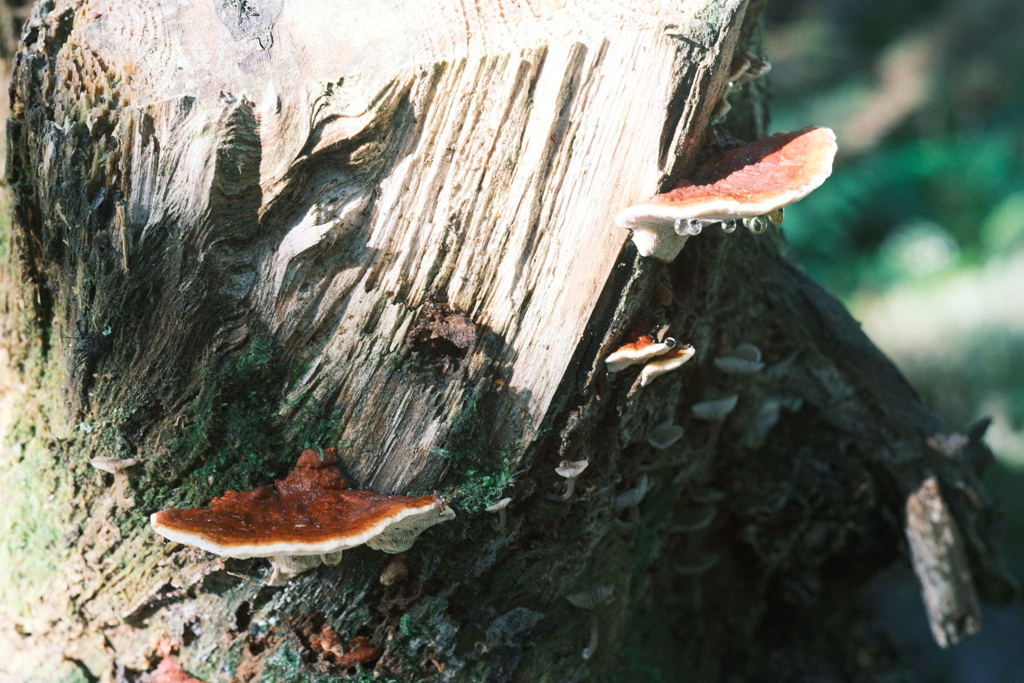 R5.09.10_夫婦登山_恵庭岳③