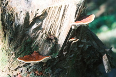 R5.09.10_夫婦登山_恵庭岳③