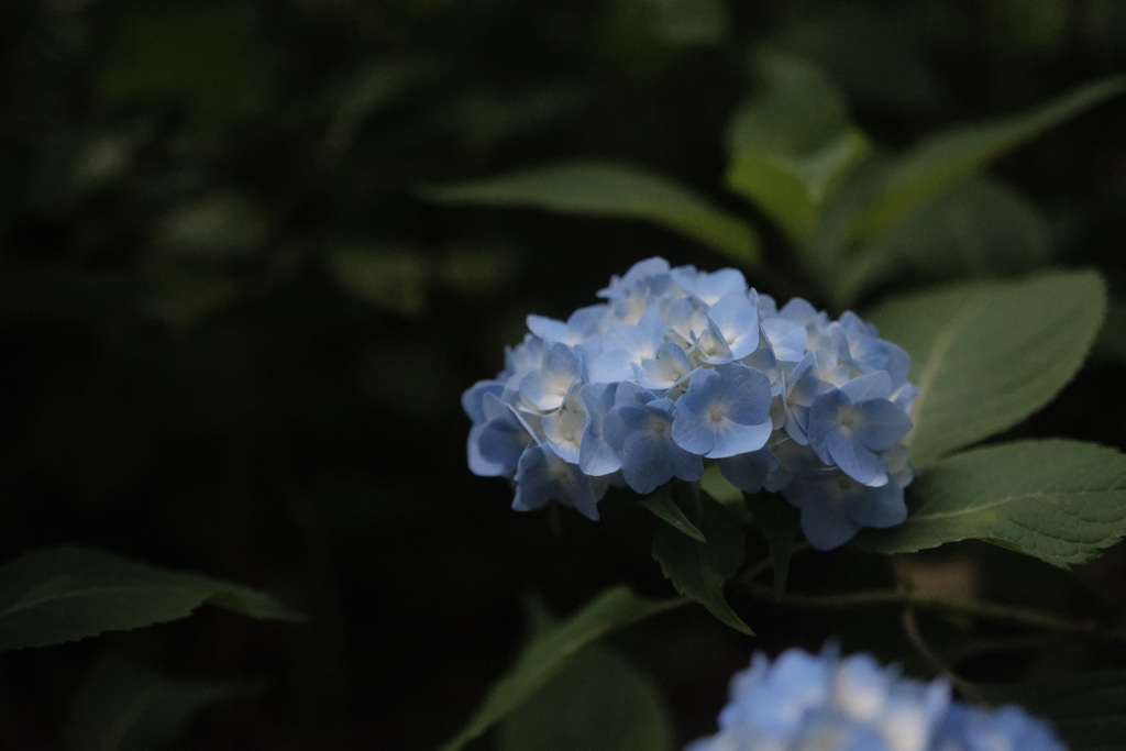 R4.06.05_三木あじさいフローラ③