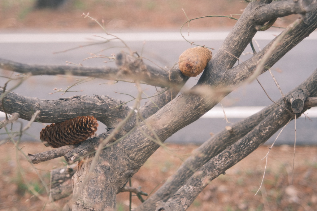 R5.04.16_夕方散歩⑤