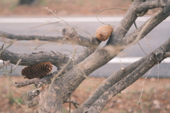 R5.04.16_夕方散歩⑤