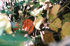 R5.10.08_夫婦登山_暑寒別岳②