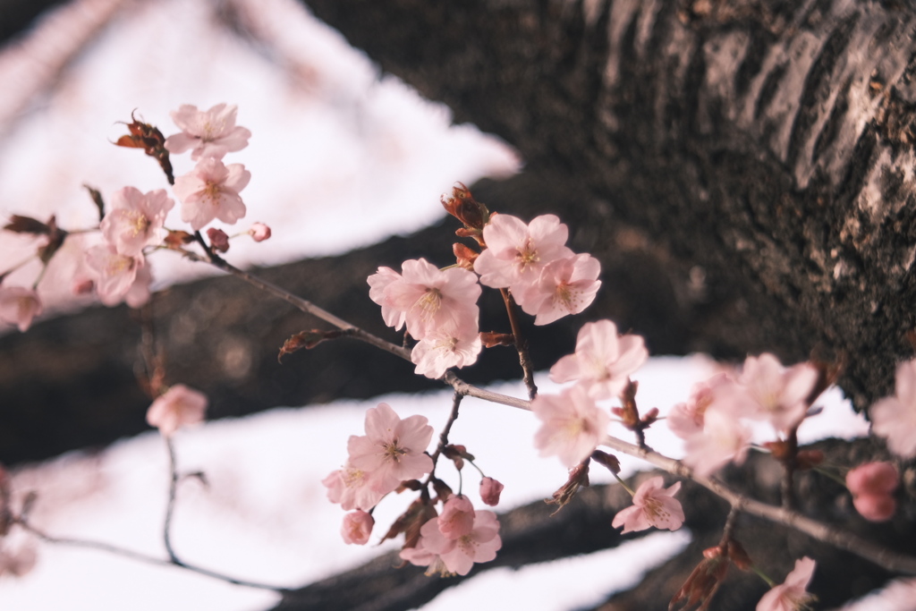 R5.04.21_桜を撮りに⑤