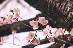 R5.04.21_桜を撮りに⑤