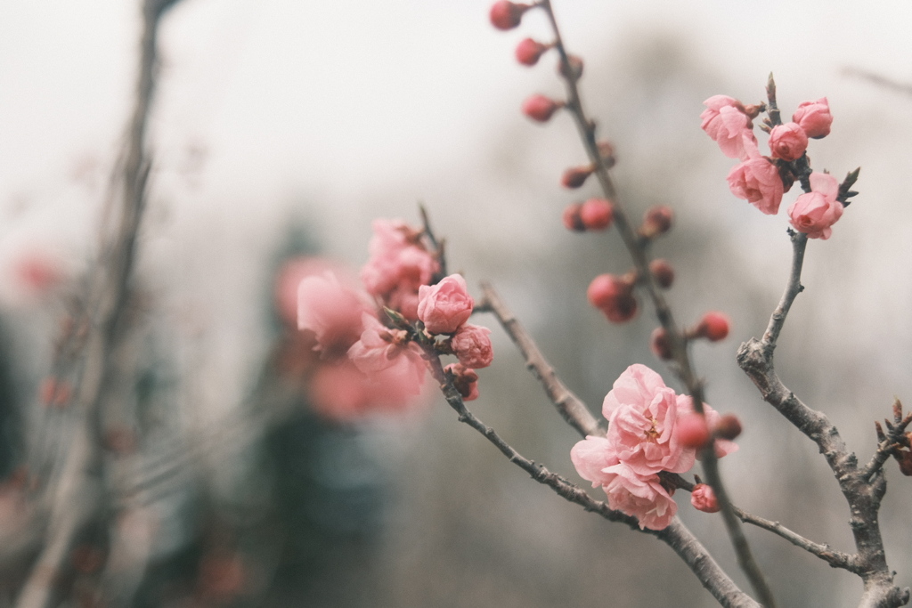 R5.04.22_平岡公園梅まつり④