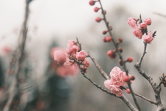 R5.04.22_平岡公園梅まつり④