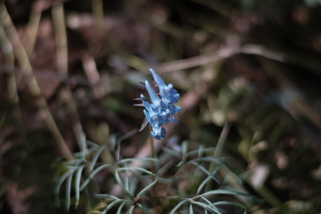 R4.05.04_近所の里山