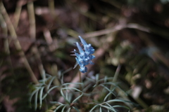 R4.05.04_近所の里山